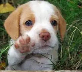 新闻我县获评省商标品牌示范县人民医院开通24小时犬伤就诊这里的腊梅悄然绽放了...
