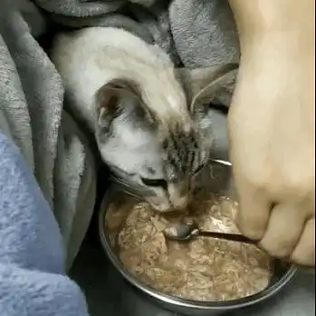 我的小猫咪刚到家周末的week1
