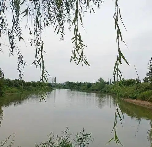 春天已经风情万种,而我却在黯然神伤
