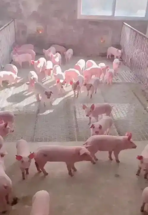 山东德州的一家养猪场成了模范养殖场,甚至成网红打卡地
