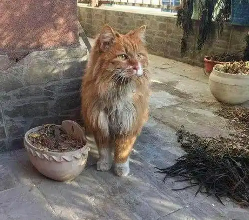 养了橘猫后每月都存不了钱,闺蜜看见猫咪的样子后,都差点笑喷了
