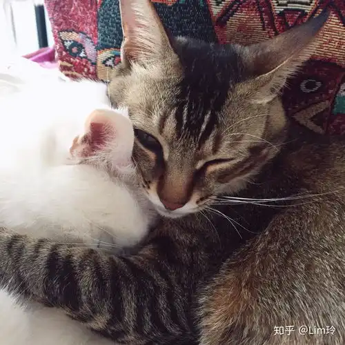 猫能放卧室养吗
