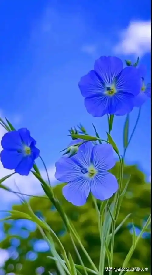 浪漫唯美的花朵,清新淡雅,美韵了人间,温柔了季节
