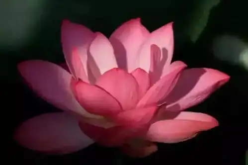 大音痛苦,是因为纠缠不休的烦恼
