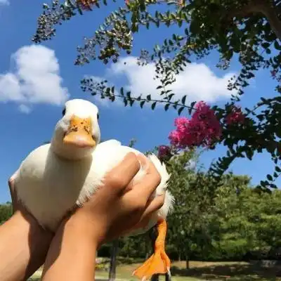 鸭子图片头像网红小鸭头像图片大全
