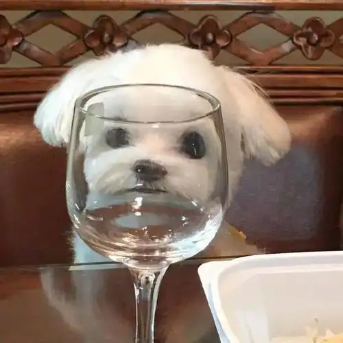 哭了,受害猫讲述黑暗生活,饱受人类性骚扰
