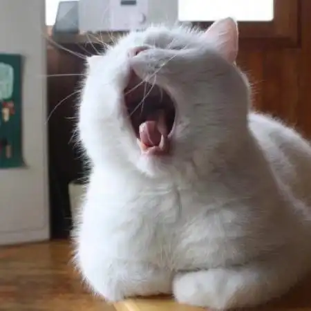 可爱白色的小猫头像图片,这绝对是最让人喜欢的
