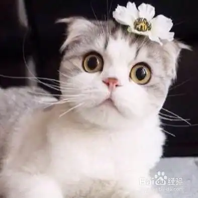 养猫的注意事项
