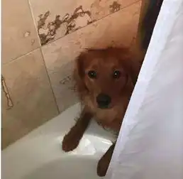 女儿和爱犬被困火场,消防员出来后,母亲看到眼前一幕崩溃
