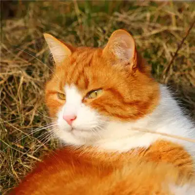 小猫咪头像,顽皮淘气的小猫咪图片
