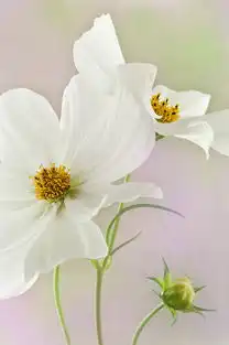 photographunderstudybarbarakileon堆糖,美好生活研究所
