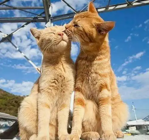 这些沉浸在爱情里的猫咪,我酸了
