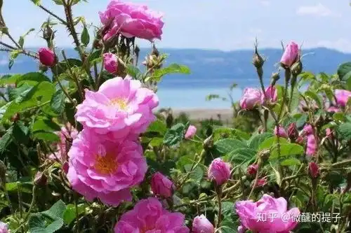 简单的玫瑰纯露,不简单的护肤功效
