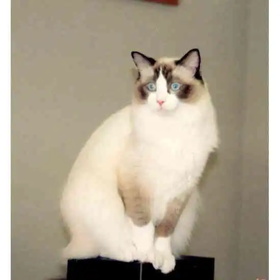 布偶猫图片
