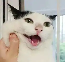 一组猫咪的情侣头像,够沙雕
