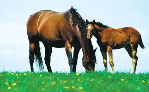 惊喜不断好事多多,生肖马新年迎大运,2022年事事顺利福气旺
