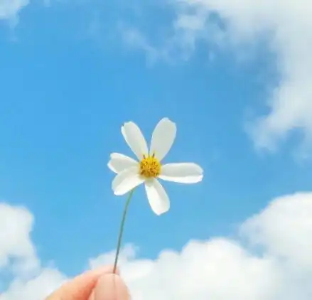 心理测试选一朵你最钟情的小花测你和哪种男生能生活幸福
