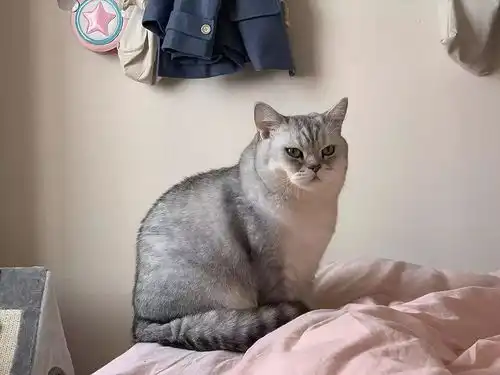 可住两人,可养宠物,近宝安中心地铁
