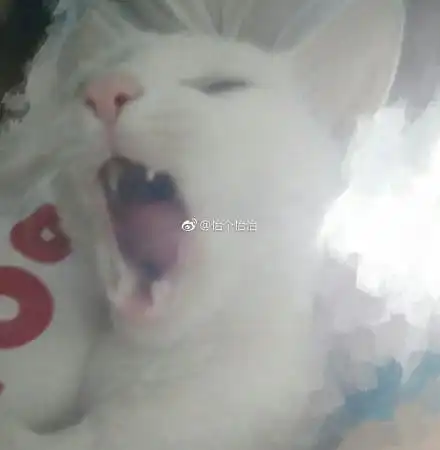 一网友想抓拍喵主人打哈欠的样子,结果没想到一不小心就拍成了这样
