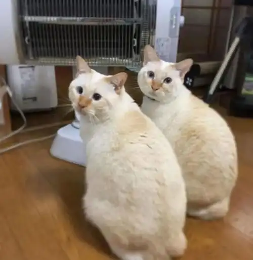 独行侠猫咪也会和同类建立友谊吗铲屎官它俩是真爱我才是意外
