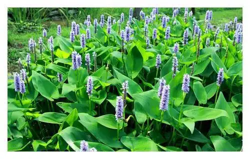 曾经泛滥成灾的水葫芦,现在怎么都不见了外来物种再次败北
