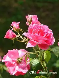 保加利亚玫瑰节赏美女赏美花
