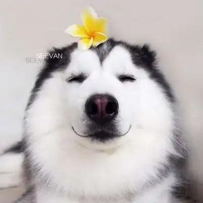 二哈头像高清二哈图片大全可爱头像
