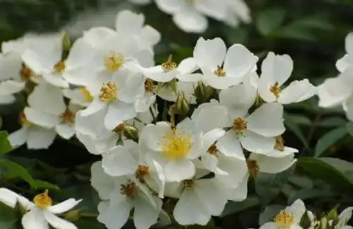 盘点6种冥界之花,有的很美,有的很贵,你见过几种
