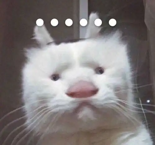 猫猫头像合集,来不及解释了,快上车养猫
