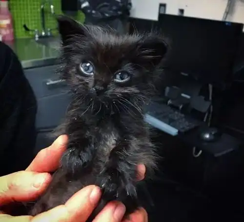 瘦弱小猫被母猫遗弃,体重只有150克,女子用6个月把它养到1500克
