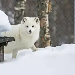 挪威极光之旅极地动物园探险
