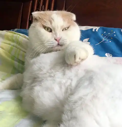 出门忘给猫咪开空调,1小时后回家,猫咪怒了你想热死朕
