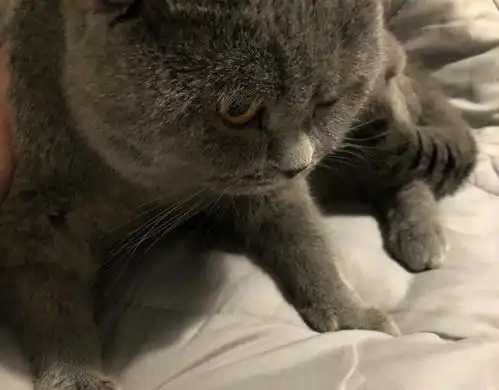 猫咪在床上乱尿令主人生气,拿脚丫报复后,爱猫脸色变得不爽
