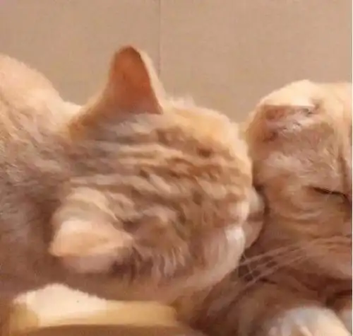 墙头马上遥相顾,一见君心即断肠
