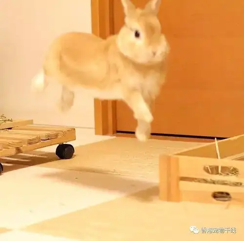 关于兔子,你是否有很多问号
