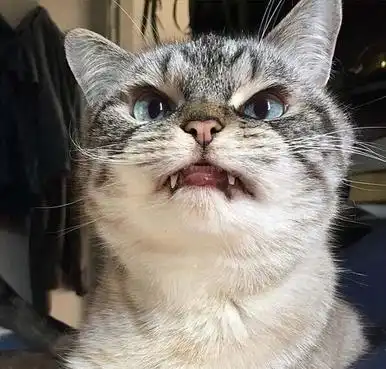 自从养了猫,我就失去了赖床自由
