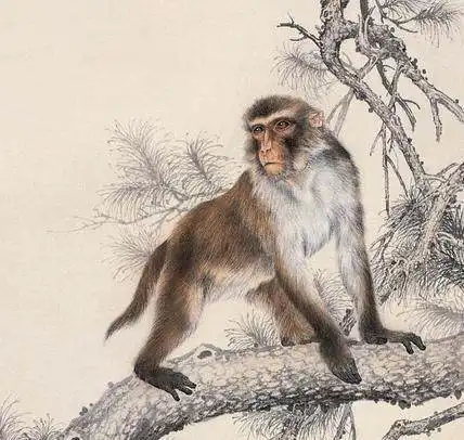 这三个生肖助人即助己,好人有好报,生活招财进宝
