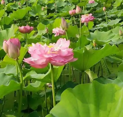 3月下旬,鸿运当头,4属相喜事临门,招财添贵喜事多
