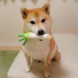 治愈系宠物图片小柴犬,和它的美食故事
