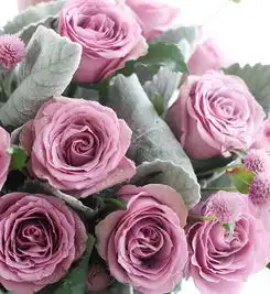 紫情蜜语紫霞仙子紫玫瑰20枝如当地缺货可用冷美人紫玫瑰替代银叶菊1扎粉色千日红0.3扎如千日红缺货,可用粉色桔梗花代替鲜花
