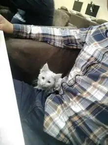 猫咪掉毛带去宠物店理发,结果它蓝瘦反应让人笑翻
