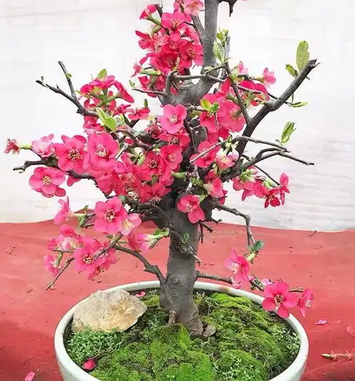 2021年底鸿运当头,好运接二连三,贵人不断三生肖
