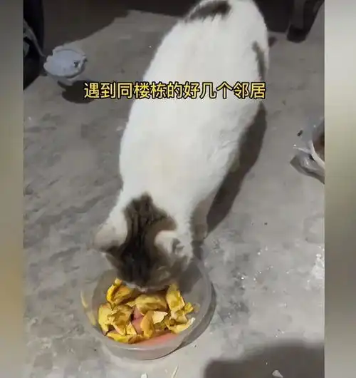 女子下车库被母猫拦住,猫妈妈的求助,让网友们觉得太有灵性
