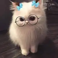 不正经的猫的头像搞笑不正经猫咪头像微信头像图片大全
