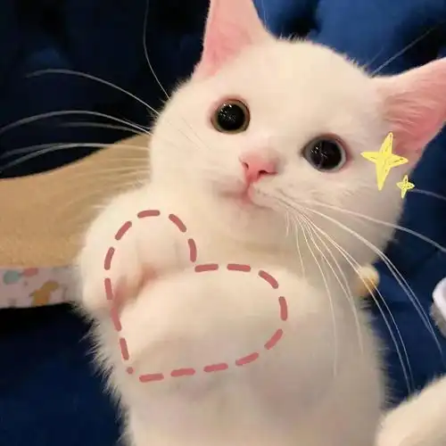 有没有可可爱爱的猫咪闺蜜头像或者猫咪情侣头像
