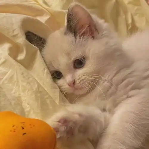 这组微信头像我真的爱了
