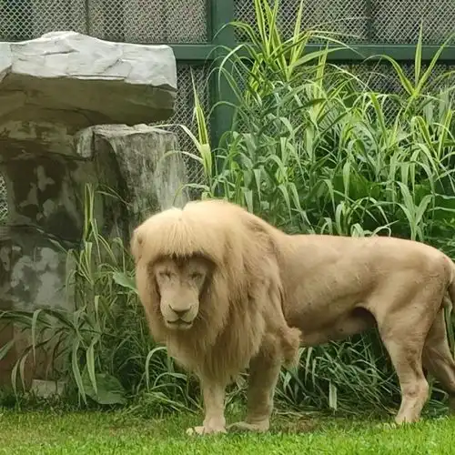 齐刘海雄狮阿杭换新发型,哪种发型的雄狮更受母狮欢迎秃头垫底
