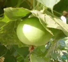黄页88高清图片
