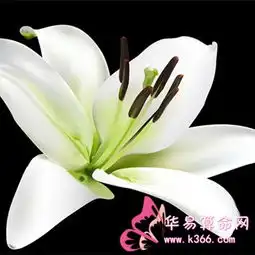 狮子座面对催婚六式怎么出招
