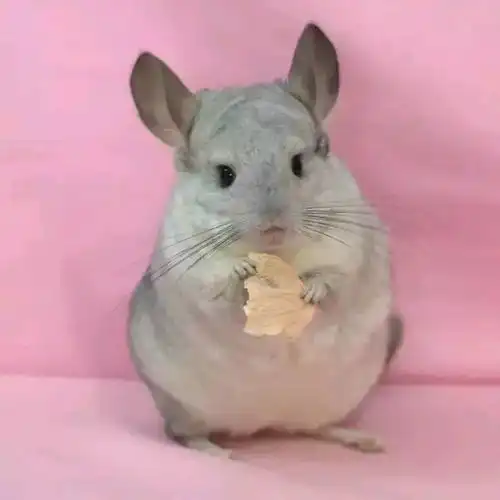 异宠萌物龙猫的正确饲养方式
